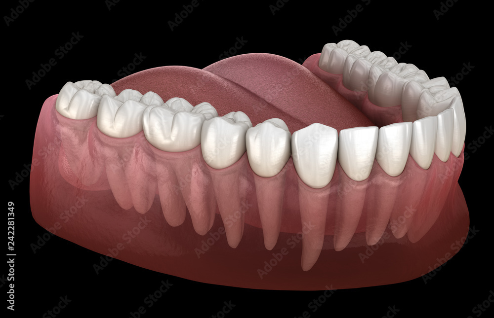 Morphology of mandibular human gum and teeth. Medically accurate tooth 3D illustration Morphology of mandibular human gum and teeth. Medically accurate tooth 3D illustration