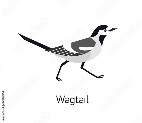Wagtail isolated on white background