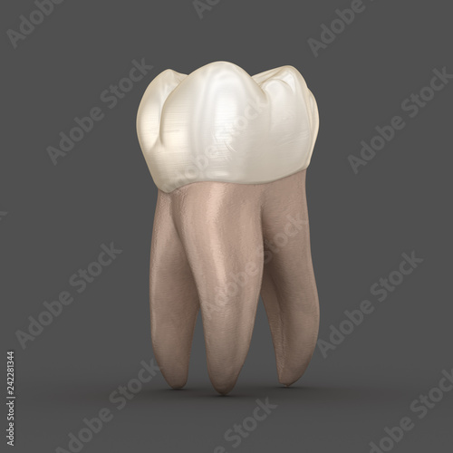 фотографія Dental anatomy - First maxillary molar tooth