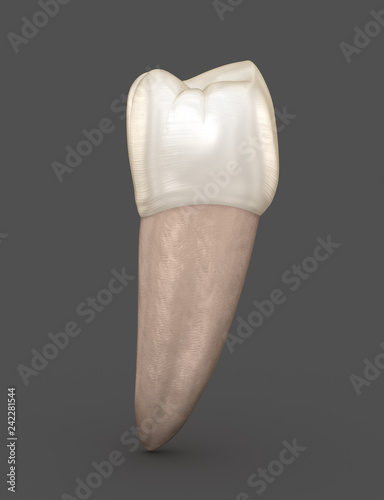 Фотография Dental anatomy - Mandibular Second premolar tooth