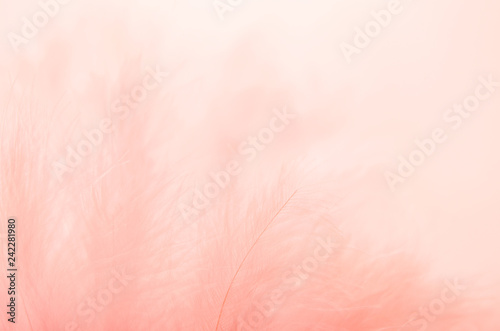 Background from feathers of coral color. Soft focus, texture