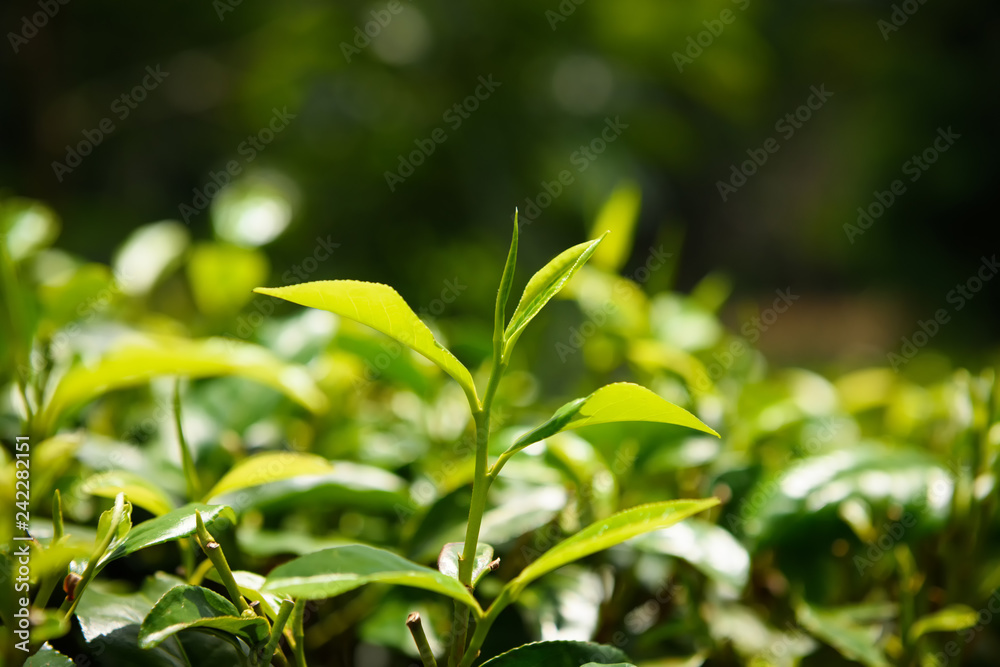 Tea leaves on tea bush at Sri Lanka tea plantation Tea leaves on tea bush at Sri Lanka tea plantation