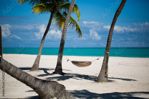 Palms at caribbean beach near sea at sunny day