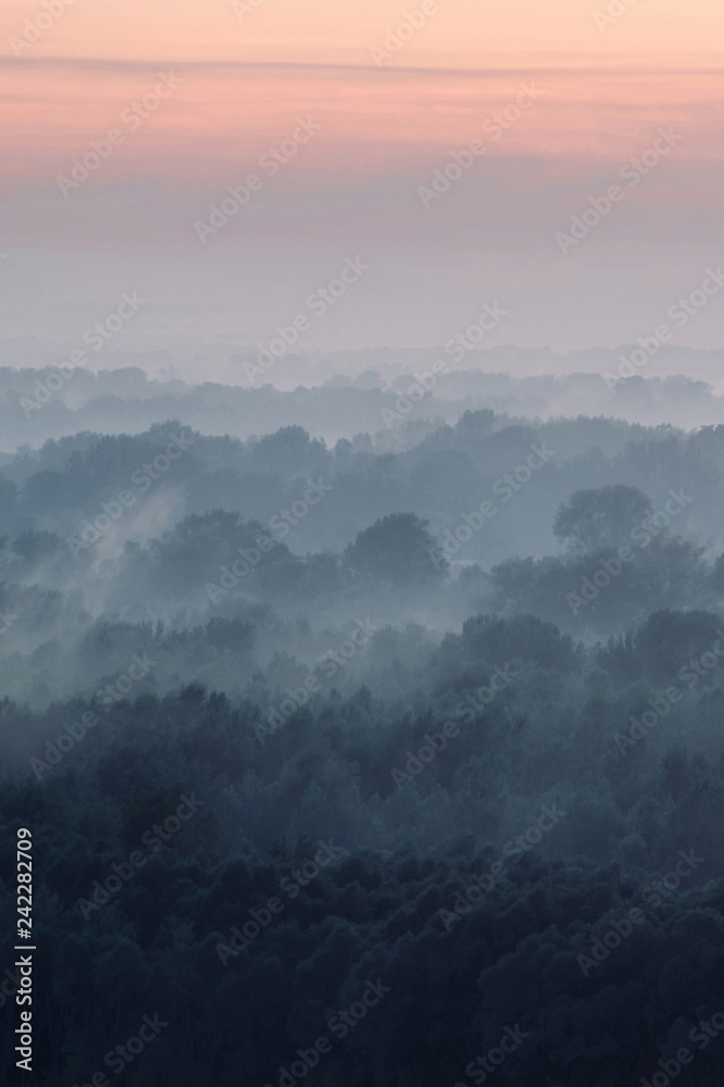 Mystical view on forest under haze at early morning. Eerie mist among layers from tree silhouettes in taiga under predawn sky. Atmospheric minimalistic landscape of majestic nature in faded blue tones Mystical view on forest under haze at early morning. Eerie mist among layers from tree silhouettes in taiga under predawn sky. Atmospheric minimalistic landscape of majestic nature in faded blue tones