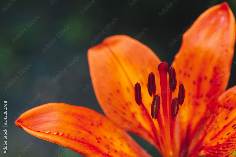 Big pistil and stamens of blooming flower in macro. Beautiful red orange lily close-up. Colorful natural background of plant with copy space. Amazing european flower with vivid petals. Perfume flower. Big pistil and stamens of blooming flower in macro. Beautiful red orange lily close-up. Colorful natural background of plant with copy space. Amazing european flower with vivid petals. Perfume flower.