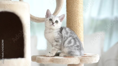 Cute American short hair kitten playing on cat tower 