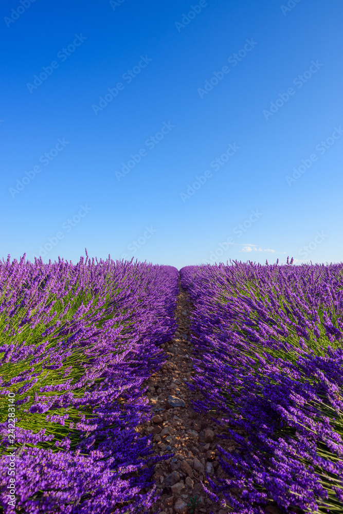 Blooming lavender endless rows at France
