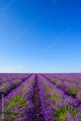 Blossoming lavender bushes rows in summer Valensole France
