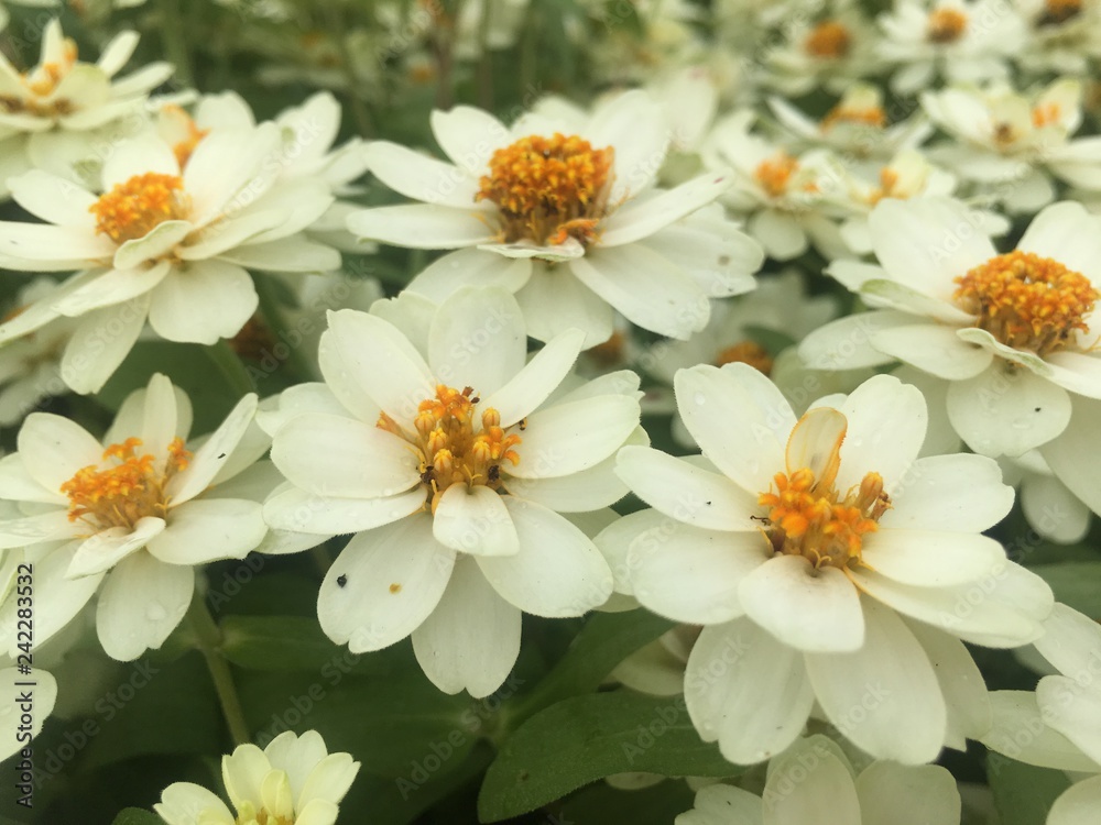 Obraz premium white flowers