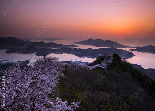 瀬戸の桜