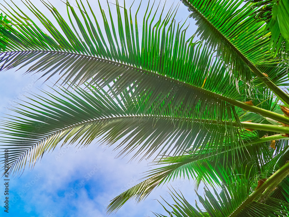 Green leaves on the branches of a palm tree are against the sky. Tropical background Green leaves on the branches of a palm tree are against the sky. Tropical background