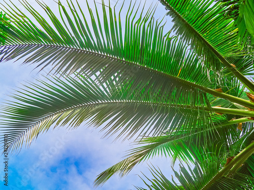 Green leaves on the branches of a palm tree are against the sky. Tropical background © happy_e