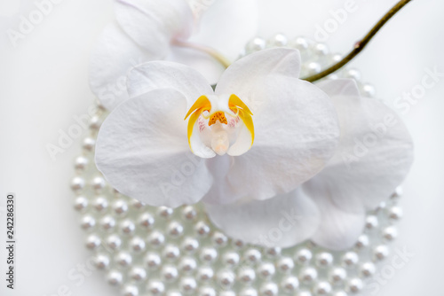 pearl and white orchid on a white glas 