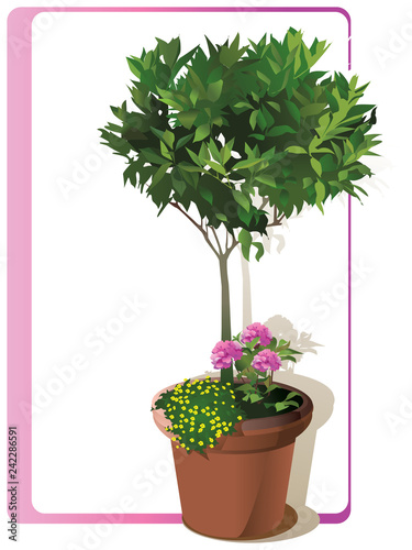 Tree growing in decorative pot. Vector