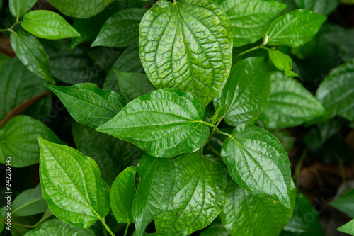 Wildbetal Leafbush  Piper sarmentosum Roxb  leaves green background