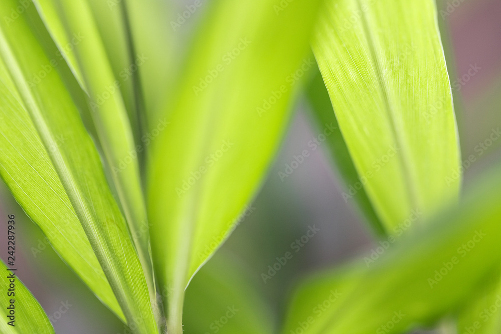 Closeup of nature leaves green blur. In the spring Under the morning light. Use as background and wallpapers.