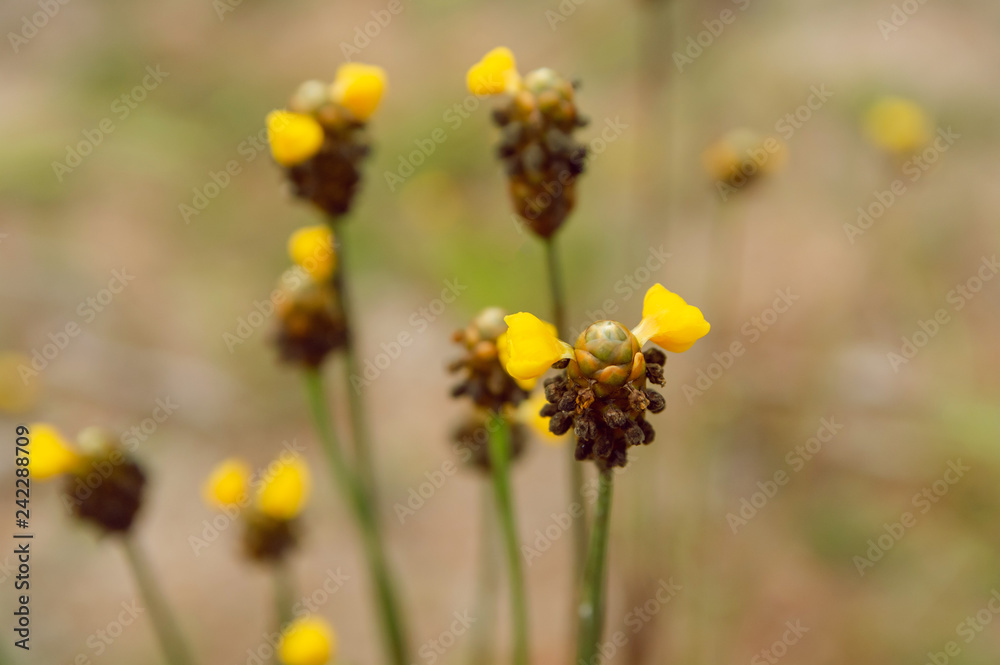 Tall Yellow-eyed Grass flower. Xyridaceae. with copy space Tall Yellow-eyed Grass flower. Xyridaceae. with copy space