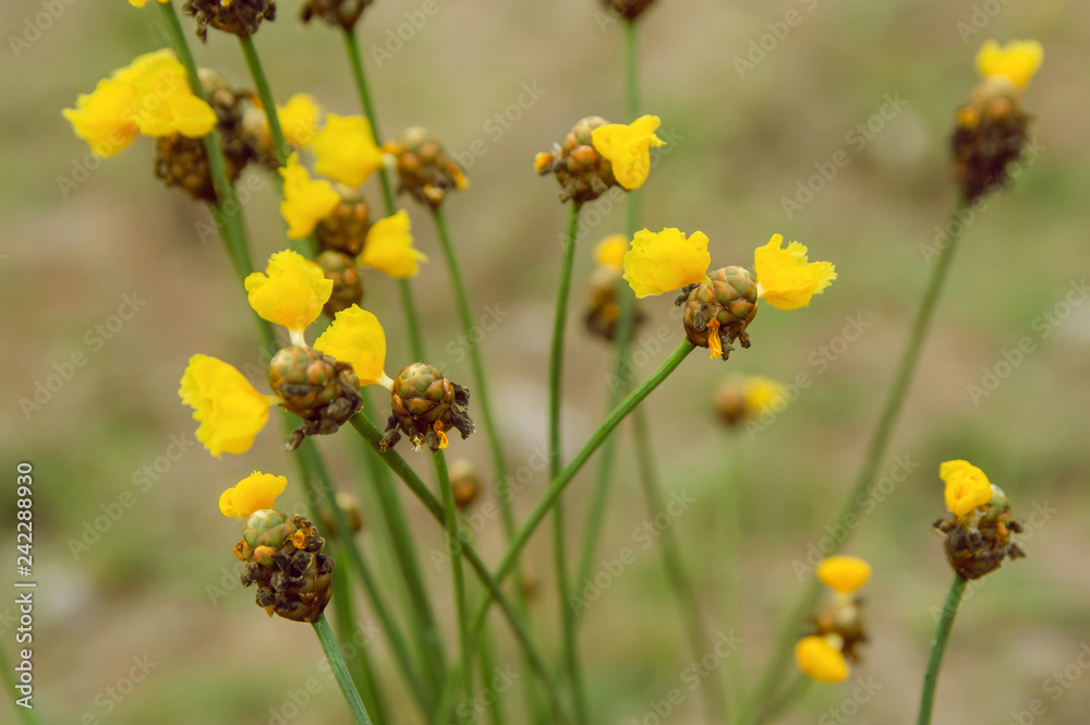 Obraz premium Tall Yellow-eyed Grass flower. Xyridaceae. with copy space