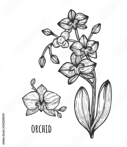 Orchid flower illustration, drawing. Eps 8