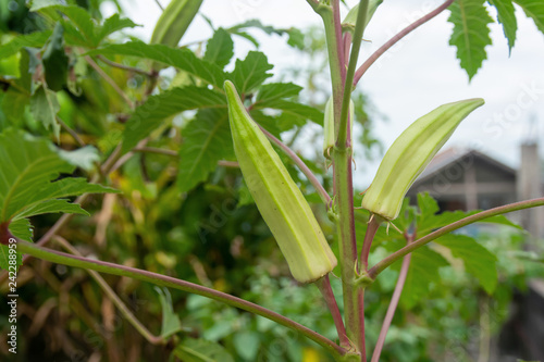 unripe green okra hanging from a tree