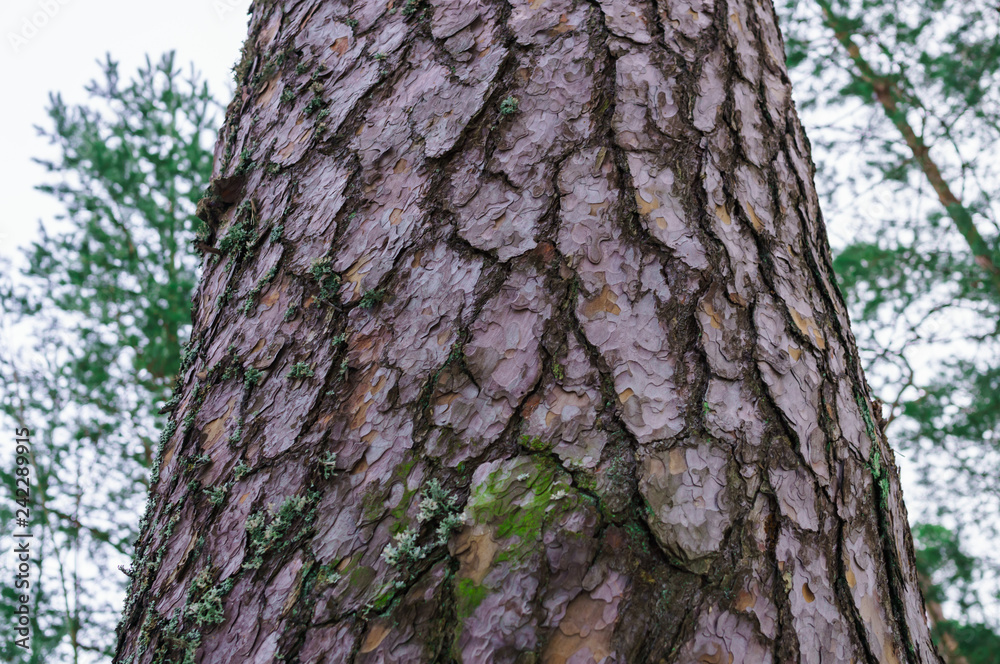 Obraz premium Trunk of a tree. Beautiful bark of a pine in the winter. Winter landscape