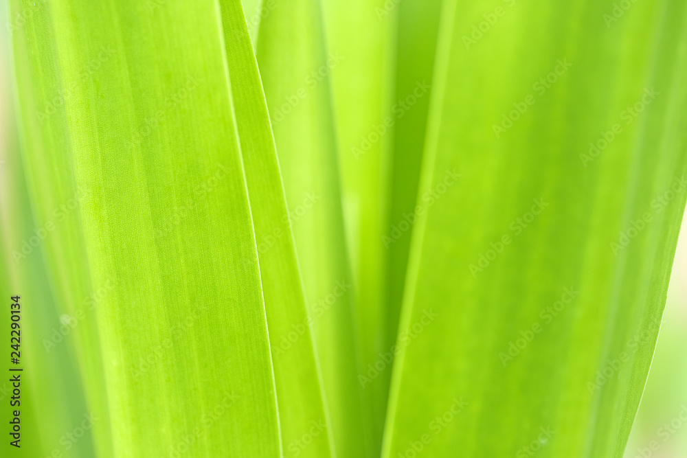Closeup of nature leaves green blur. In the spring Under the morning light. Use as background and wallpapers. Closeup of nature leaves green blur. In the spring Under the morning light. Use as background and wallpapers.