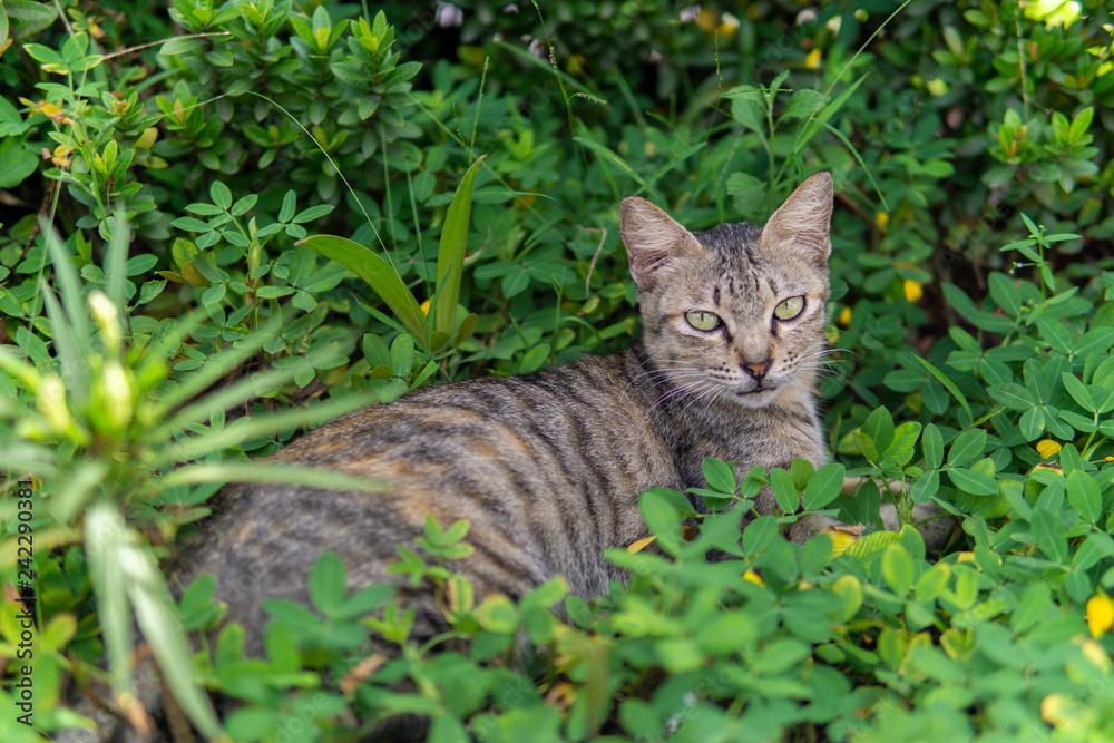 custom made wallpaper toronto digitalgrey striped cat sitting on the green grass bushes garden looking at camera