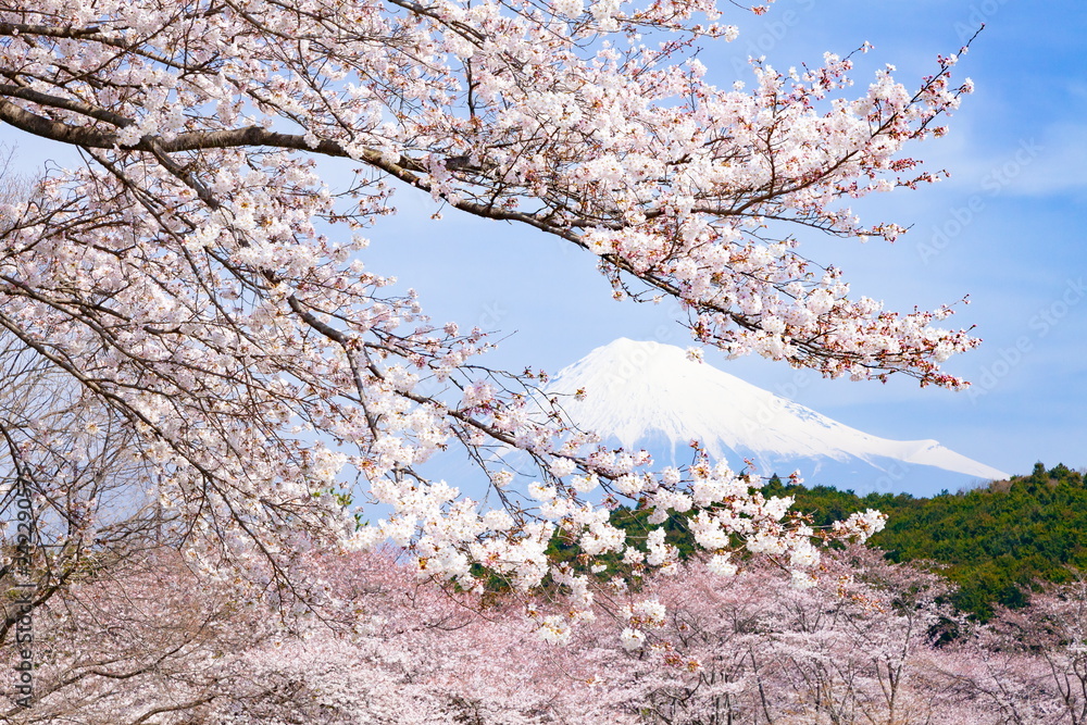 富士山と満開の桜、静岡県富士市岩本山公園にて