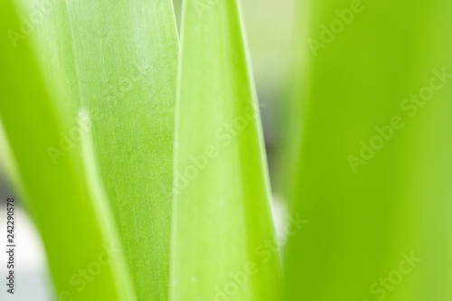 Closeup of nature leaves green blur. In the spring Under the morning light. Use as background and wallpapers.