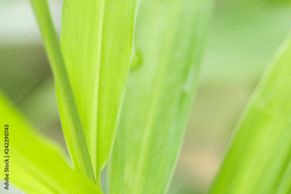 Closeup of nature leaves green blur. In the spring Under the morning light. Use as background and wallpapers. Closeup of nature leaves green blur. In the spring Under the morning light. Use as background and wallpapers.