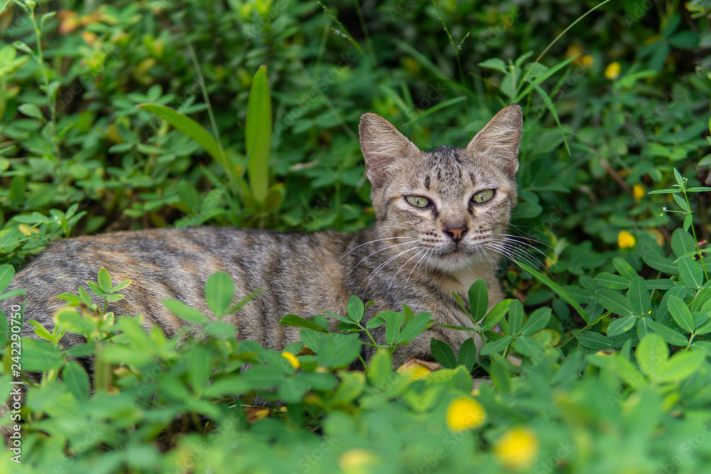 grey striped cat sitting on the green grass bushes garden looking at camera grey striped cat sitting on the green grass bushes garden looking at camera
