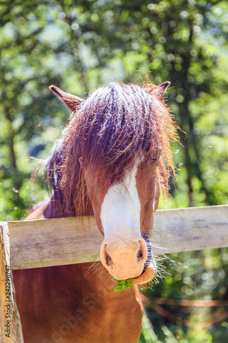 Fototapeta Naklejka Na Ścianę i Meble -  Curious, beautiful brown horse at a paddock