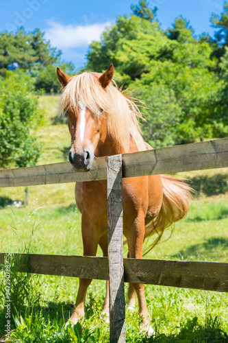 Fototapeta Naklejka Na Ścianę i Meble -  Curious, beautiful brown horse at a paddock