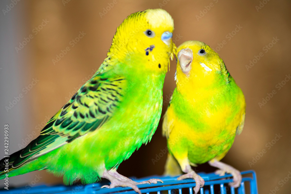Fototapeta premium two wavy parrots sit on a cage