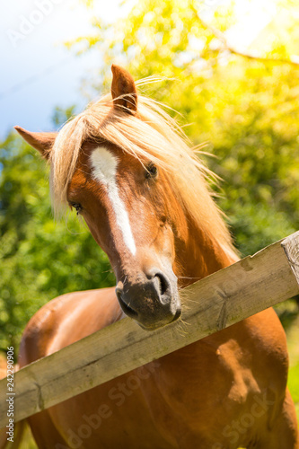 Fototapeta Naklejka Na Ścianę i Meble -  Curious, beautiful brown horse at a paddock