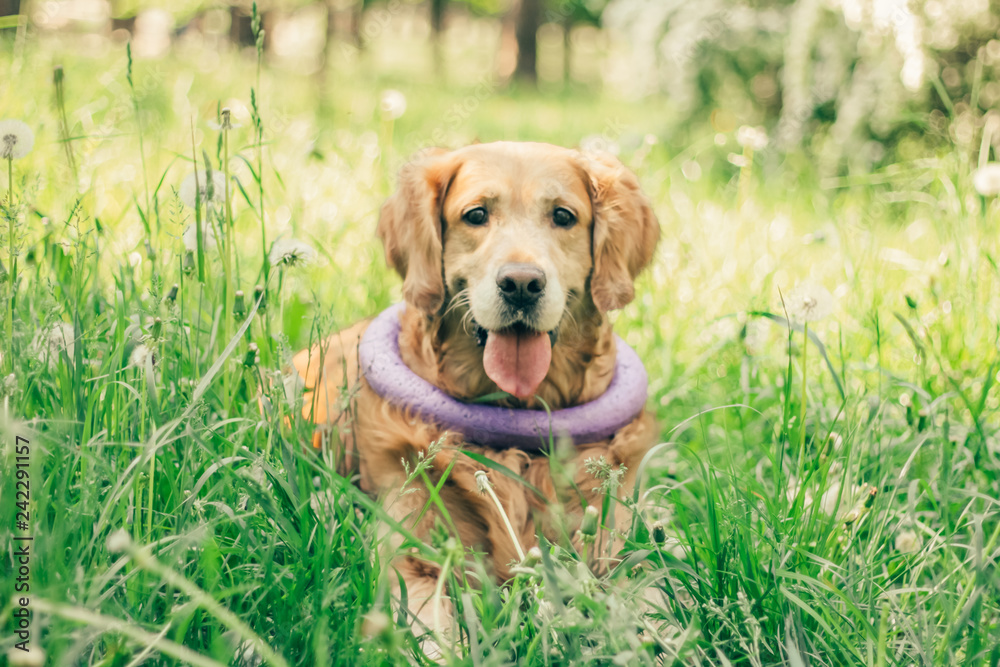 golden retriever in spring park for a walk golden retriever in spring park for a walk