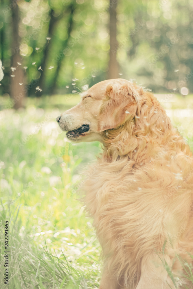 Obraz premium golden retriever in spring park for a walk