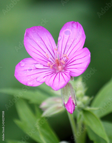Sticky geranium, Idaho