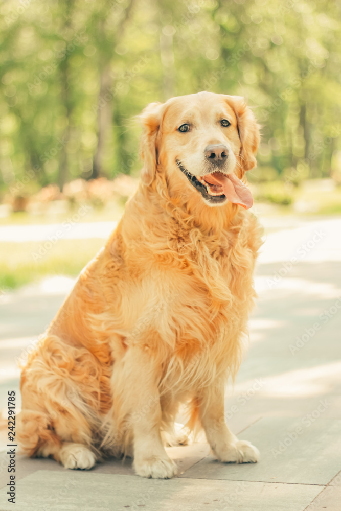 golden retriever in spring park for a walk golden retriever in spring park for a walk