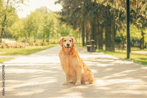 golden retriever in spring park for a walk