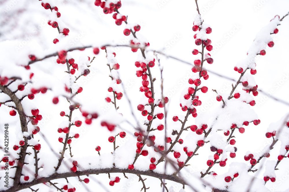winter berries under snow