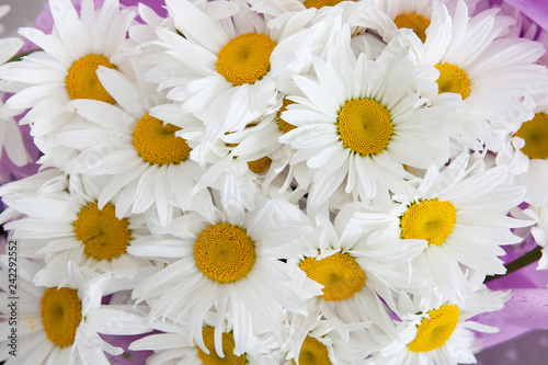 Bouquet of large daisies  top view.