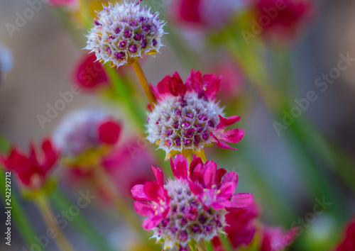 Red flowers Armeria pseudarmeria macro