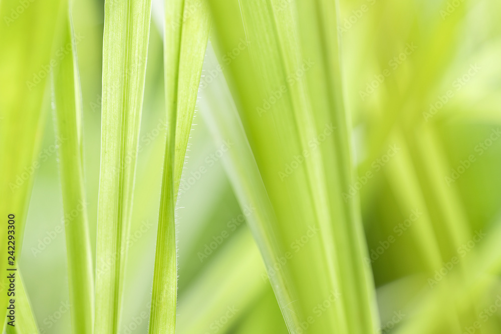 Closeup of nature leaves green blur. In the spring Under the morning light. Use as background and wallpapers. Closeup of nature leaves green blur. In the spring Under the morning light. Use as background and wallpapers.