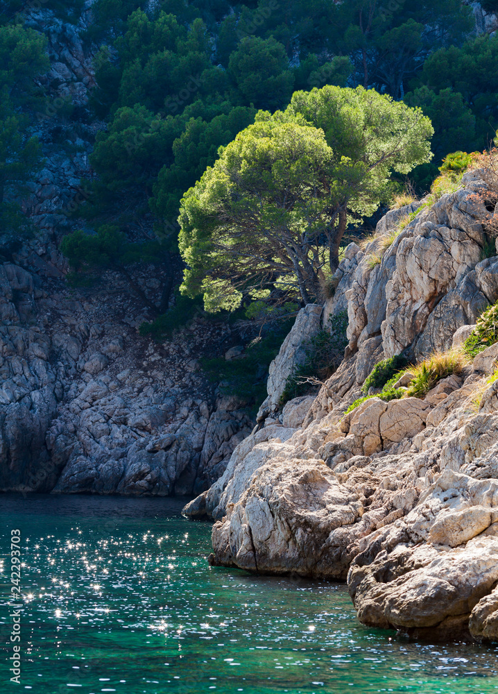 Landschaft mit Baum auf Mallorca