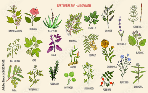 Best medicinal herbs for hair growth