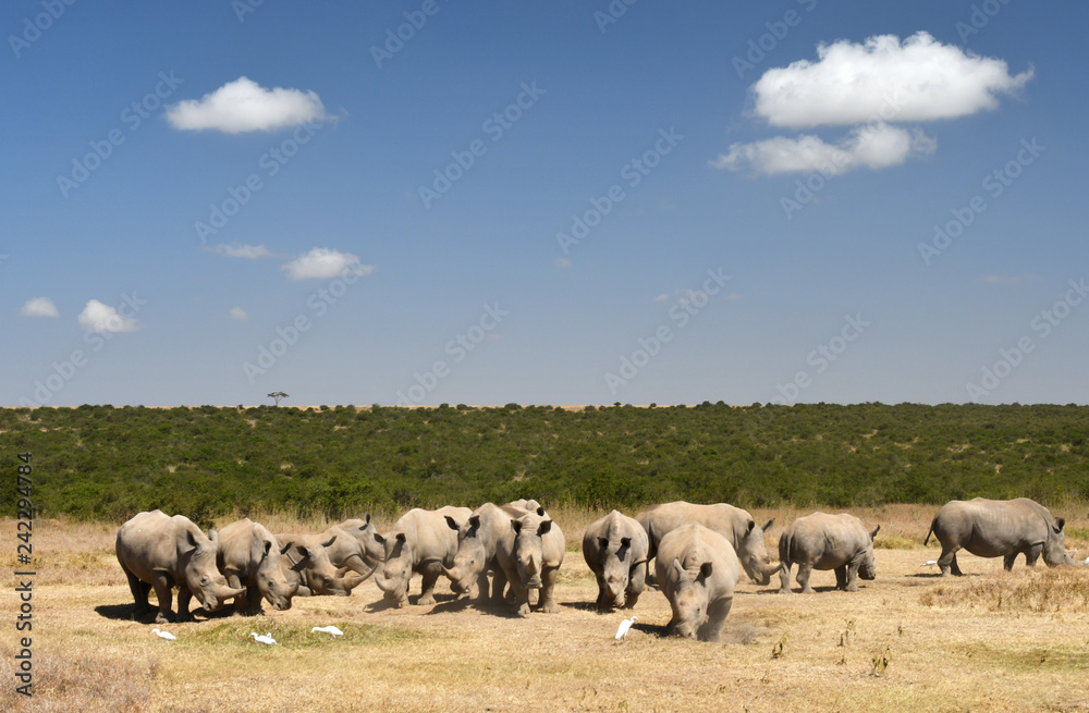 Naklejka premium Grupa nosorożców w Kenii