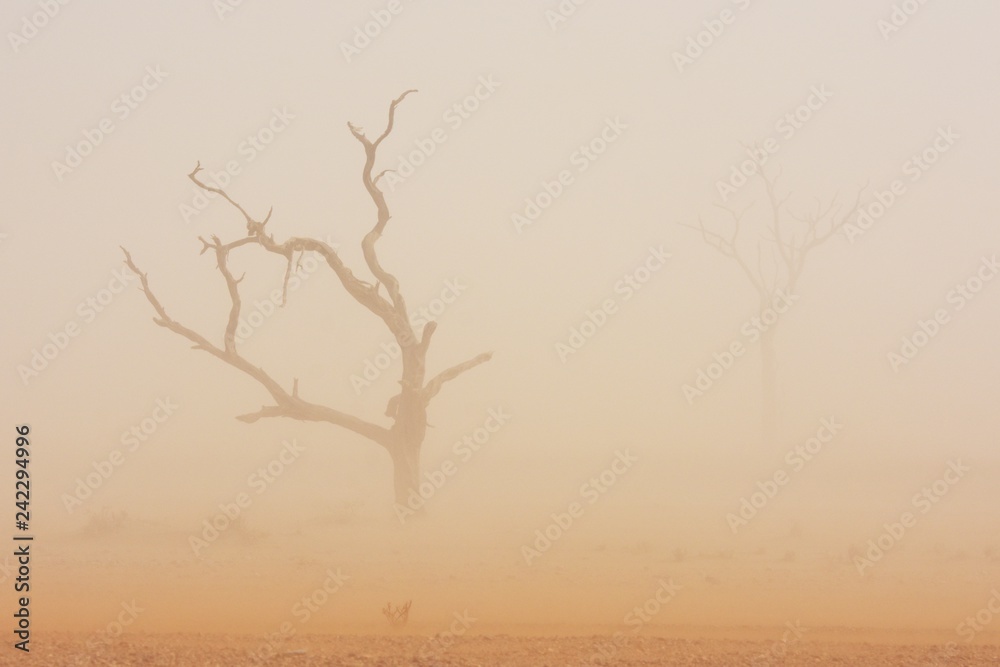 Akazie im Sandsturm im Namib-Naukluft-Nationalpark in Namibia Akazie im Sandsturm im Namib-Naukluft-Nationalpark in Namibia