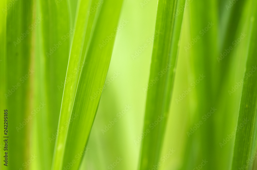 Closeup of nature leaves green blur. In the spring Under the morning light. Use as background and wallpapers. Closeup of nature leaves green blur. In the spring Under the morning light. Use as background and wallpapers.