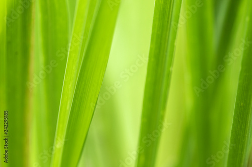 Closeup of nature leaves green blur. In the spring Under the morning light. Use as background and wallpapers.